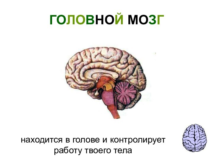 ГОЛОВНОЙ МОЗГнаходится в голове и контролирует работу твоего тела