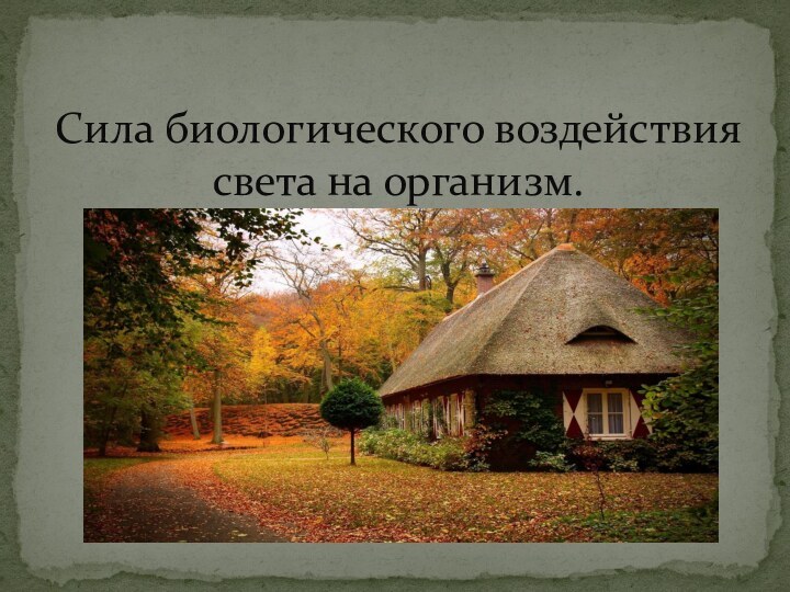 Сила биологического воздействия света на организм.