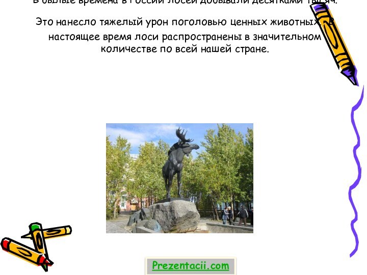 В былые времена в России лосей добывали десятками тысяч. Это нанесло тяжелый