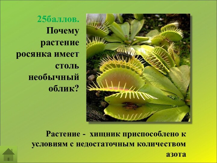 25баллов. Почему растение росянка имеет столь необычный облик? Растение - хищник