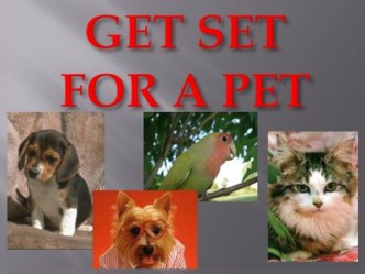 get set for a pet