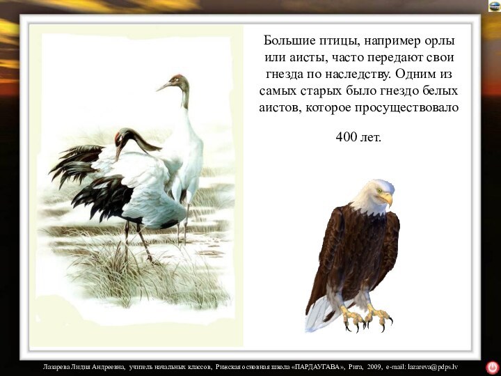 Большие птицы, например орлы или аисты, часто передают свои гнезда по наследству.