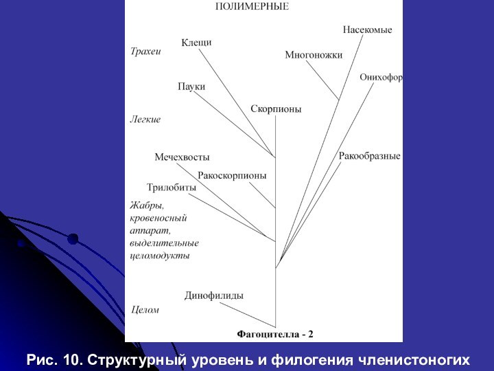 Рис. 10. Структурный уровень и филогения членистоногих