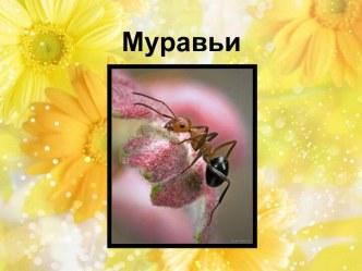 Муравьи 2 класс