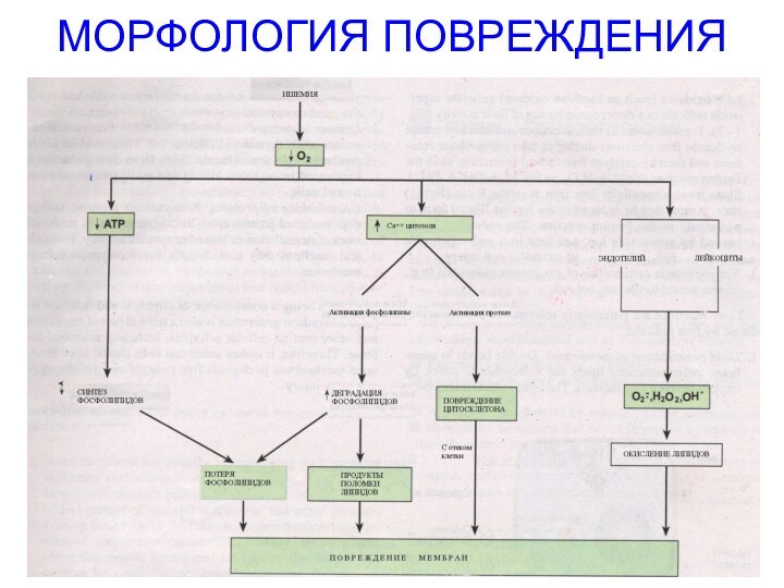 МОРФОЛОГИЯ ПОВРЕЖДЕНИЯ