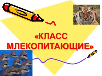 Биологический турнир Класс Млекопитающие