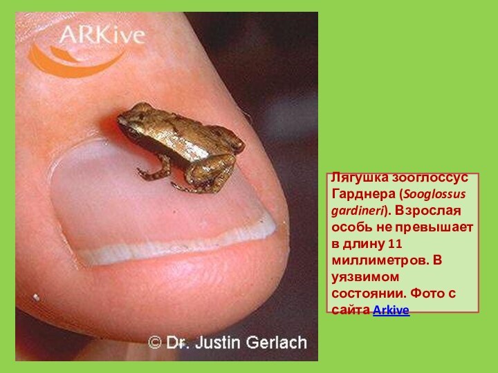 Лягушка зооглоссус Гарднера (Sooglossus gardineri). Взрослая особь не превышает в длину 11