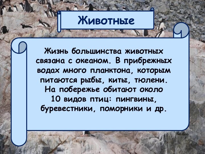 ЖивотныеЖизнь большинства животных связана с океаном. В прибрежных водах много планктона, которым