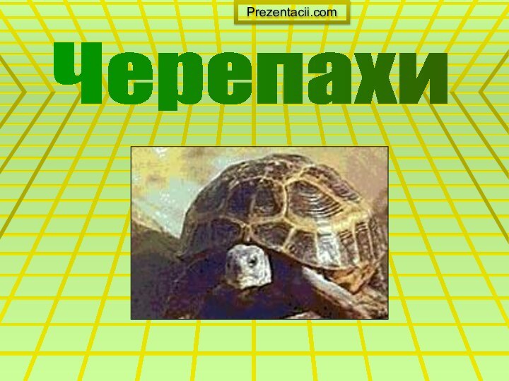 ЧерепахиPrezentacii.com