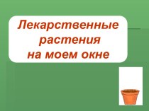 Лекарственные растения на моем окне