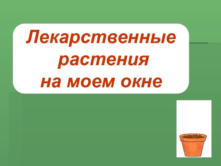 Лекарственные растения на моем окне