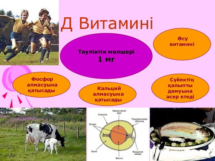 Д Витамині Тәуліктік мөлшері1 мг Кальций алмасуына қатысады Өсу витамині  Сүйектің