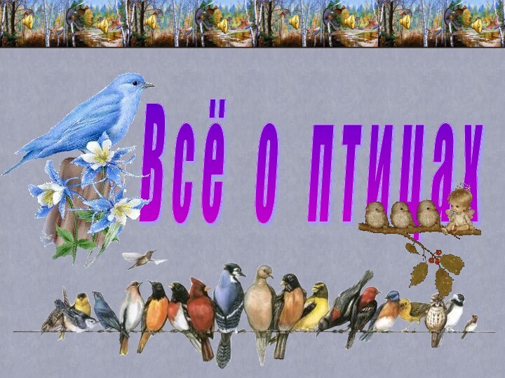 В с ё  о  п т и ц а х