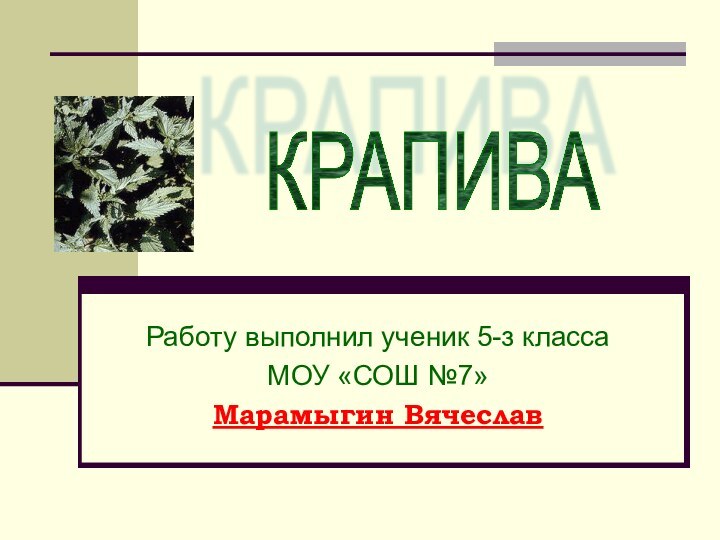 Работу выполнил ученик 5-з классаМОУ «СОШ №7»Марамыгин Вячеслав КРАПИВА