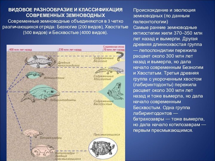 Происхождение и эволюция земноводных (по данным палеонтологии)Самые ранние земноводные ихтиостегии жили 370–350 млн