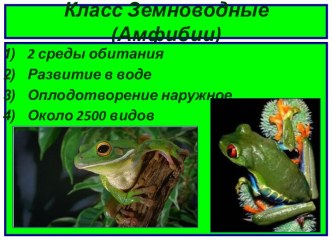 Класс Земноводные (Амфибии)