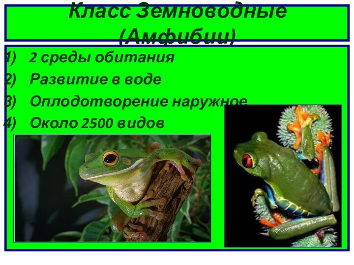 Класс Земноводные (Амфибии)2 среды обитанияРазвитие в водеОплодотворение наружноеОколо 2500 видов