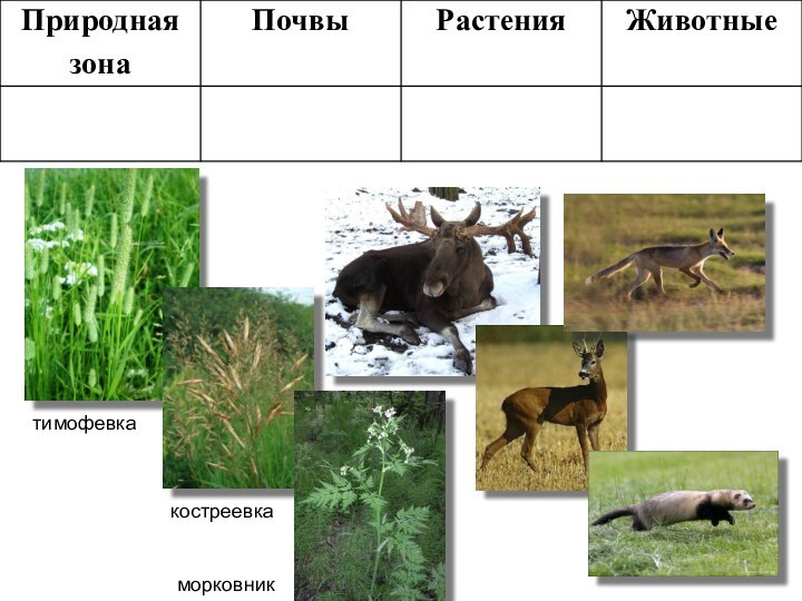 костреевкаморковниктимофевка