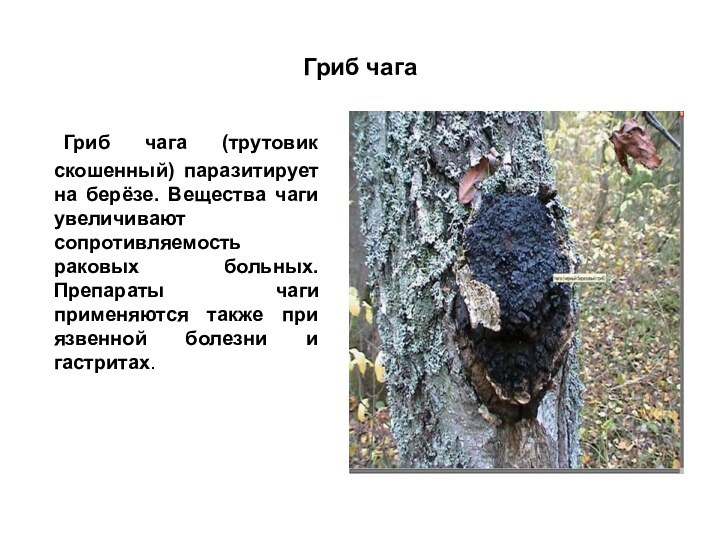 Гриб чага	Гриб чага (трутовик скошенный) паразитирует на берёзе. Вещества чаги увеличивают сопротивляемость