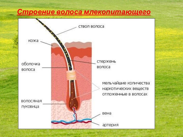 Строение волоса млекопитающего