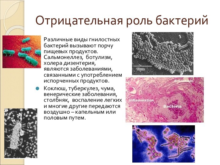 Отрицательная роль бактерийРазличные виды гнилостных бактерий вызывают порчу пищевых продуктов. Сальмонеллез, ботулизм,