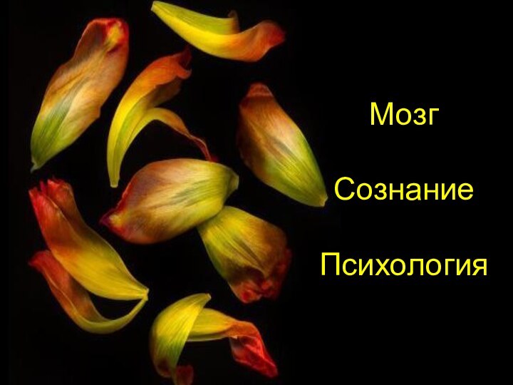 Мозг  Сознание   Психология