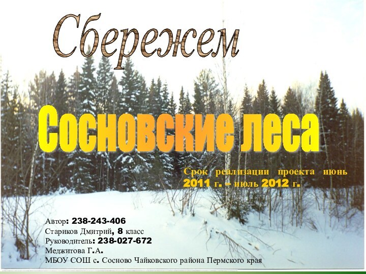 Сосновские лесаСбережемАвтор: 238-243-406 Стариков Дмитрий, 8 класс Руководитель: 238-027-672 Меджитова Г.А. МБОУ