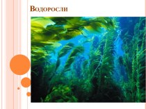 Водоросли