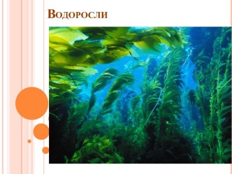 Водоросли