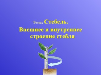 Внешнее и внутреннее строение стебля