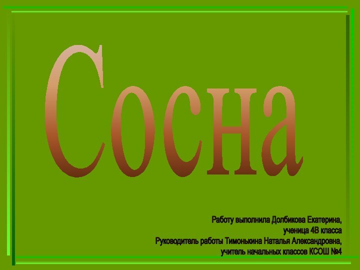 СоснаРаботу выполнила Долбикова Екатерина,ученица 4В классаРуководитель работы Тимонькина Наталья Александровна,учитель начальных классов КСОШ №4