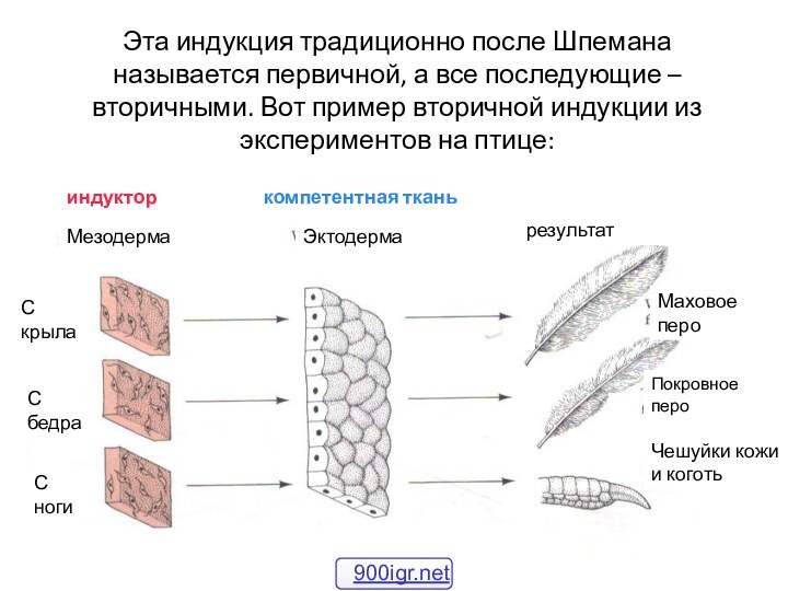 Эта индукция традиционно после Шпемана называется первичной, а все последующие – вторичными.