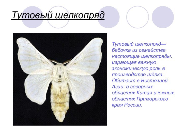 Тутовый шелкопрядкраяТутовый шелкопряд— бабочка из семейства настоящие шелкопряды, играющая важную экономическую роль
