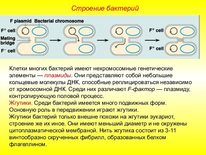 Строение бактерийКлетки многих бактерий имеют нехромосомные генетические элементы — плазмиды. Они представляют