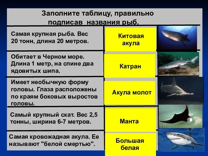 Заполните таблицу, правильно подписав названия рыб.Самая крупная рыба. Вес 20 тонн, длина