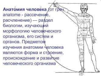 Анатомия человека