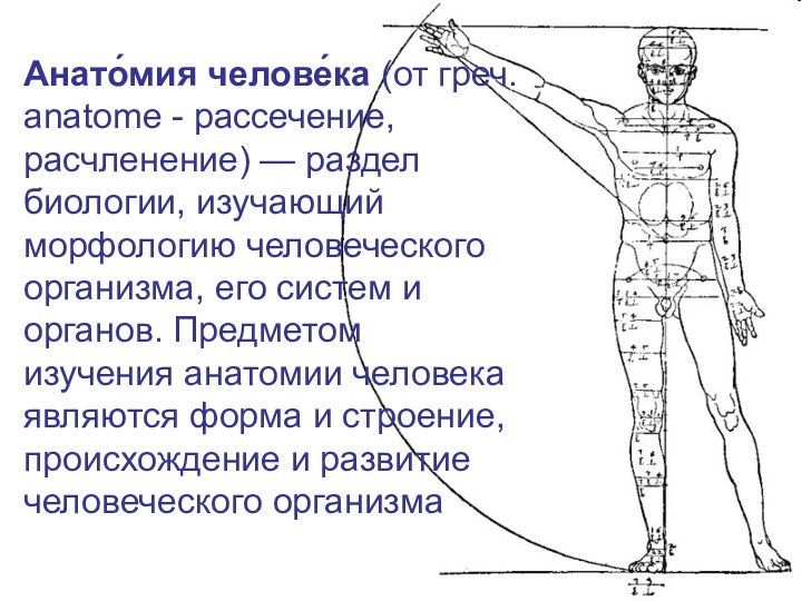 Анато́мия челове́ка (от греч. anatome - рассечение, расчленение) — раздел биологии, изучающий морфологию