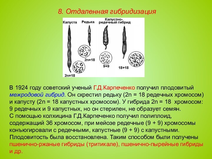 В 1924 году советский ученый Г.Д.Карпеченко получил плодовитый межродовой гибрид. Он скрестил