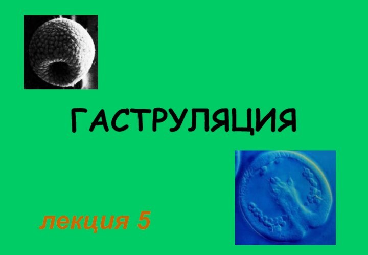 ГАСТРУЛЯЦИЯлекция 5