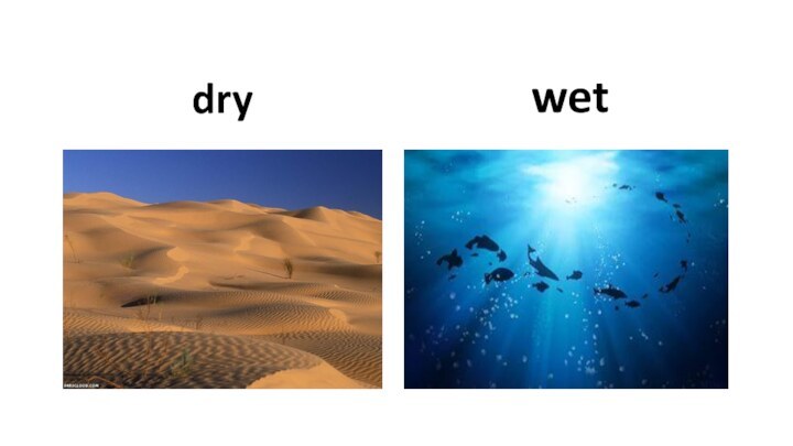 drywet