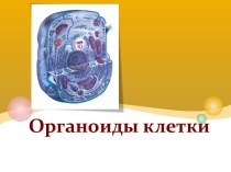 Органоиды клетки 9 класс