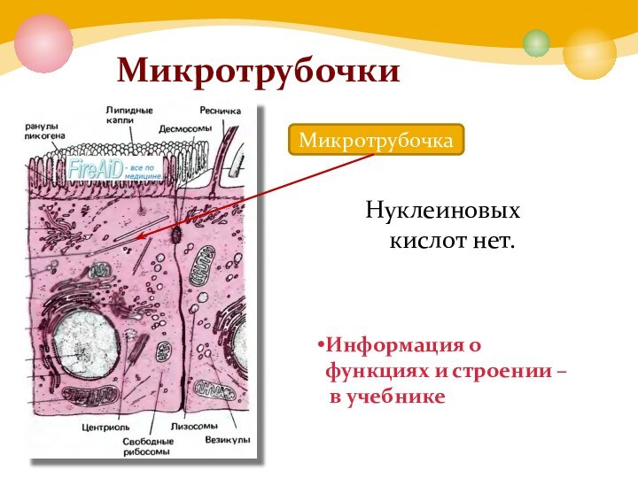 Микротрубочки Микротрубочка Нуклеиновых кислот нет.Информация о функциях и строении – в учебнике