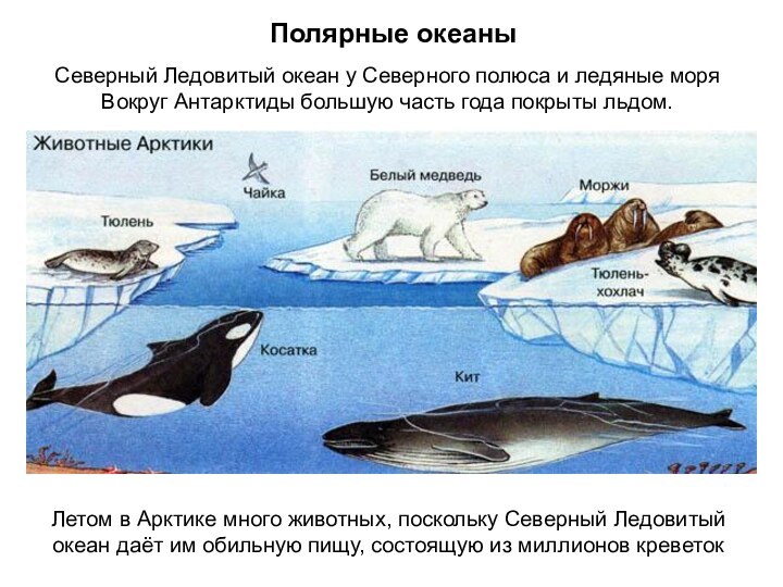 Полярные океаныСеверный Ледовитый океан у Северного полюса и ледяные моряВокруг Антарктиды