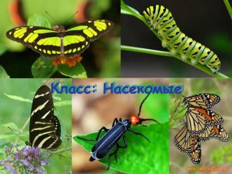 Класс: Насекомые