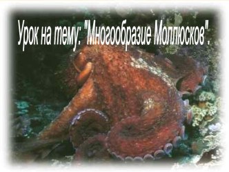 Моллюски