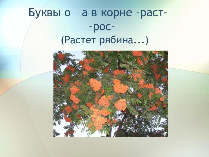 Буквы о – а в корне -раст- –  -рос-(Растет рябина...)