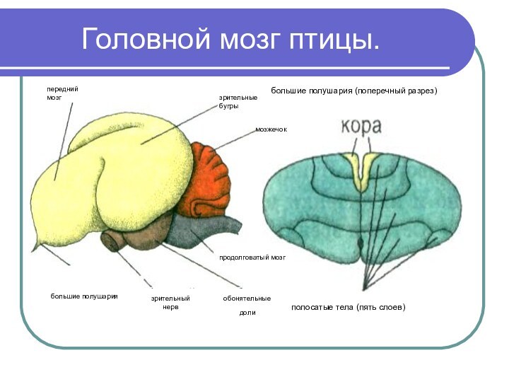 Головной мозг птицы. большие полушария