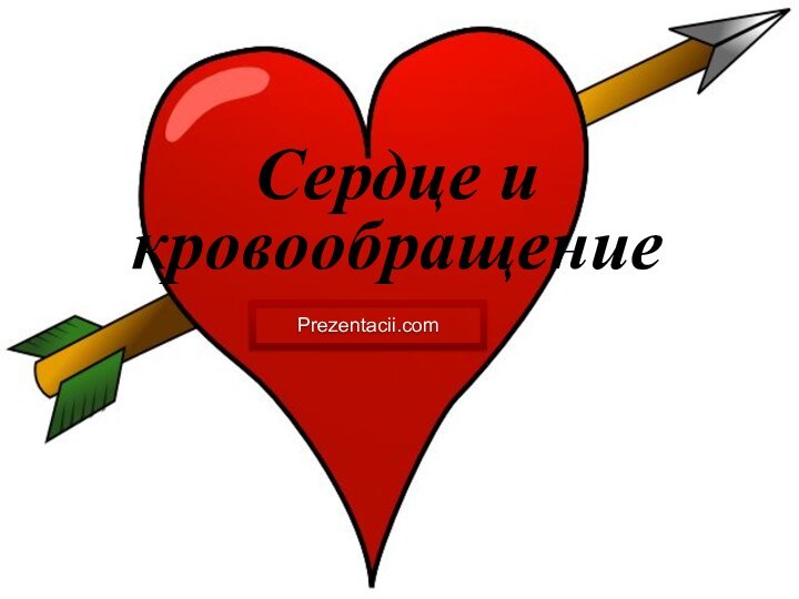 Сердце и кровообращениеPrezentacii.com