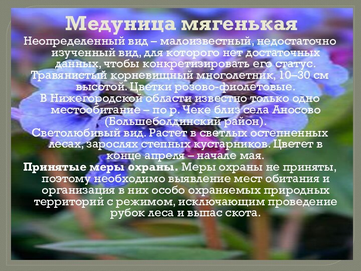 Медуница мягенькаяНеопределенный вид – малоизвестный, недостаточно изученный вид, для которого нет достаточных