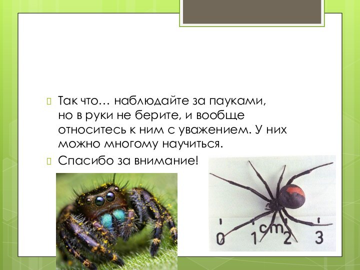 Так что… наблюдайте за пауками, но в руки не берите, и вообще относитесь к ним с уважением. У них можно